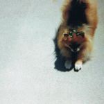 All Creatures Animal Hospital: Vicky Owens McGrath DVM