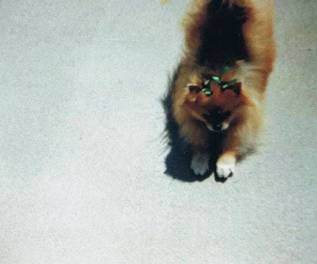 All Creatures Animal Hospital: Vicky Owens McGrath DVM