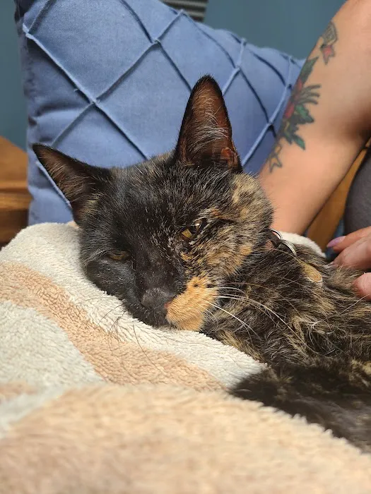 All Creatures Animal Hospital Picture 9