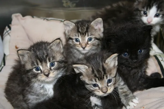 All Creatures Animal Hospital Picture 1