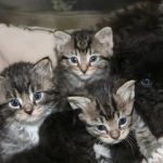 All Creatures Animal Hospital