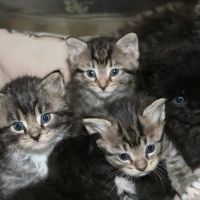 All Creatures Animal Hospital ico