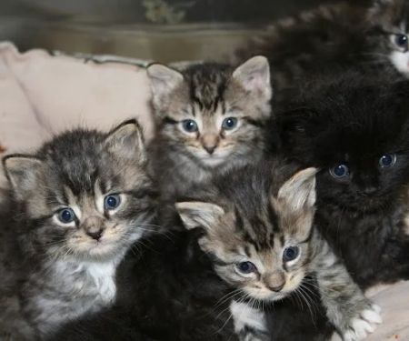 All Creatures Animal Hospital