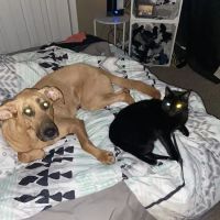 Petco ico