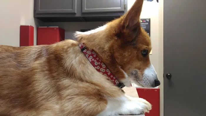 Snodgrass Veterinary Medical Center Picture 9