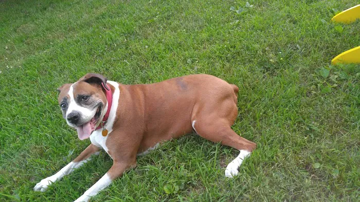 Snodgrass Veterinary Medical Center Picture 2