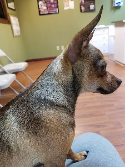 Pet Vaccination Clinic Picture 8