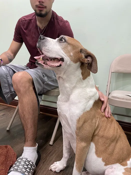Pet Vaccination Clinic Picture 2