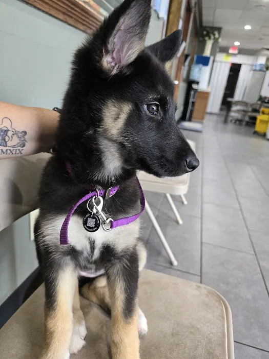 Pet Vaccination Clinic Picture 5