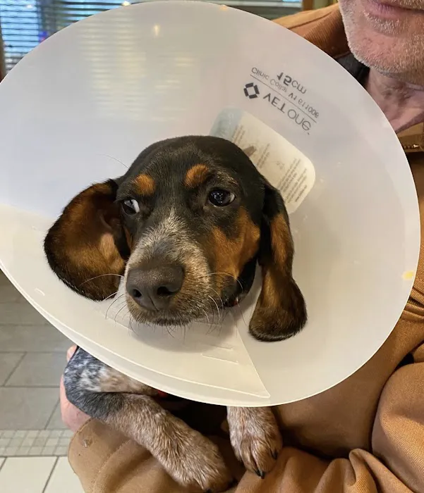 Pet Vaccination Clinic Picture 10