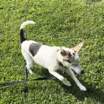 Rockville Road Animal Hospital