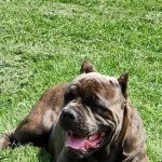 Avon Veterinary Clinic