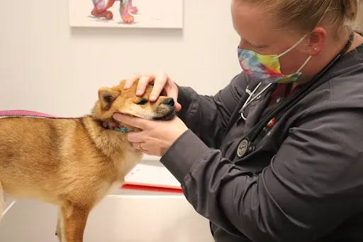 Animal Hospital of Avon Picture 1