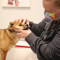 Animal Hospital of Avon ico