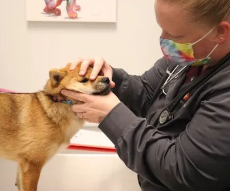 Animal Hospital of Avon