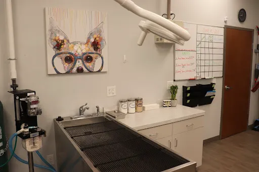 Animal Hospital of Avon Picture 4