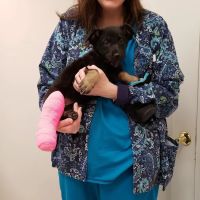 Above & Beyond Animal Care ico