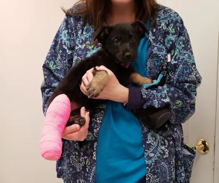 Above & Beyond Animal Care