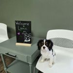 Olive Animal Hospital