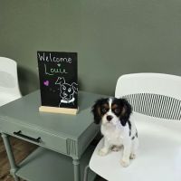 Olive Animal Hospital ico