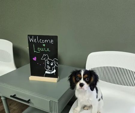 Olive Animal Hospital
