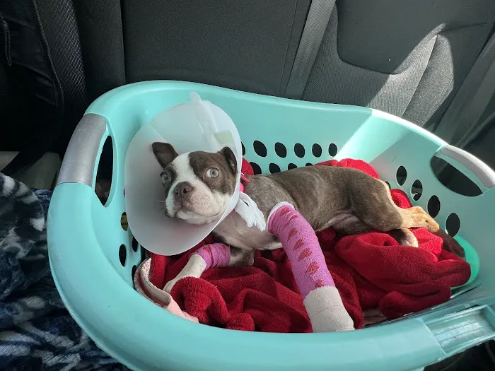 All Pet Low Cost Surgery Center Picture 5