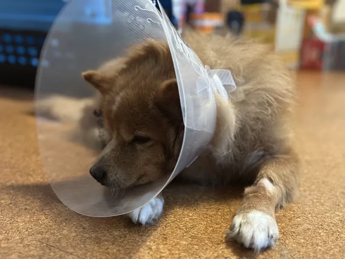 All Pet Low Cost Surgery Center Picture 4