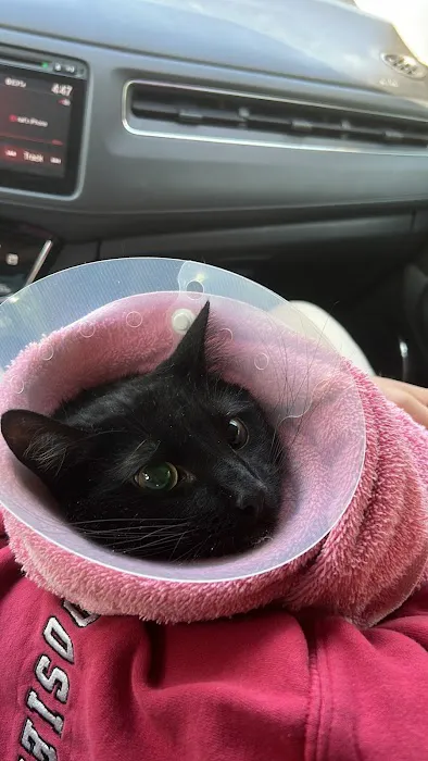 All Pet Low Cost Surgery Center Picture 3