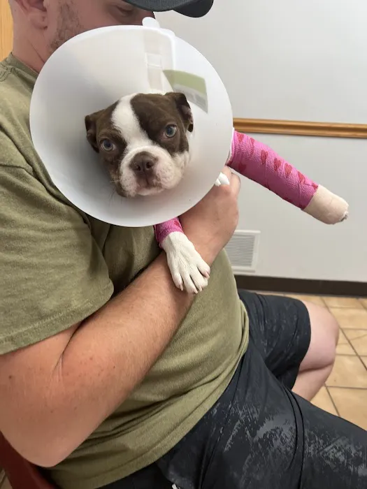 All Pet Low Cost Surgery Center Picture 7