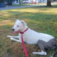 West Michigan Street Veterinary Clinic ico