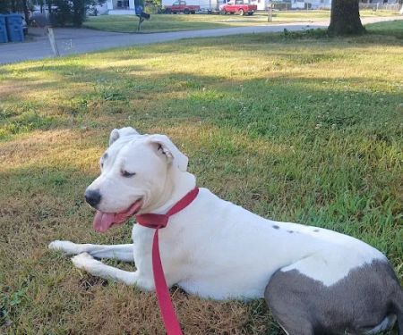 West Michigan Street Veterinary Clinic