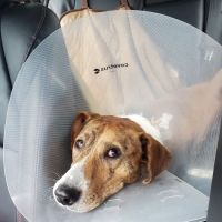IndyHumane Downtown Clinic ico
