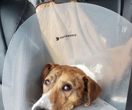 IndyHumane Downtown Clinic