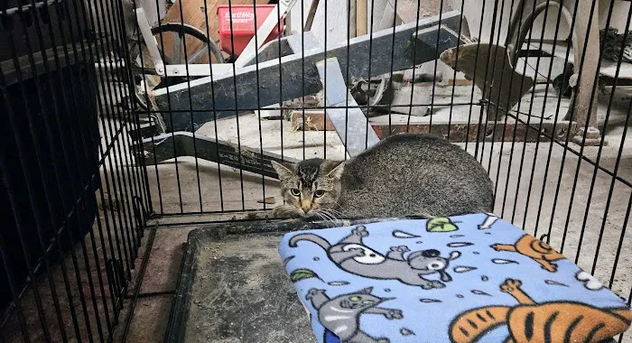 IndyHumane Downtown Clinic Picture 7