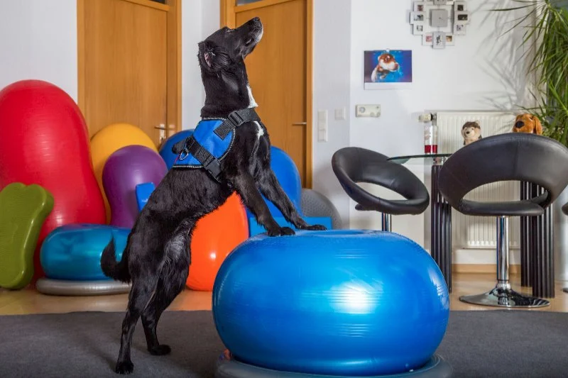 When Is It Time for Pet Physical Therapy or Rehab?