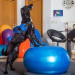 When Is It Time for Pet Physical Therapy or Rehab?
