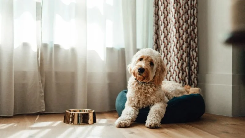 How to Teach Your Pet to Sleep on Their Own Bed