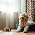 How to Teach Your Pet to Sleep on Their Own Bed