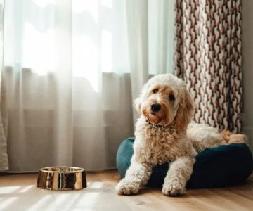 How to Teach Your Pet to Sleep on Their Own Bed