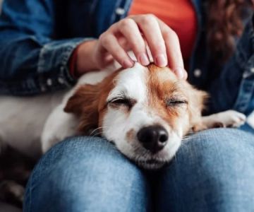 Recognizing Pet Anxiety: Behavioral & Physiological Cues to Look For