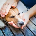 How to Tell if Your Pet Is in Pain (When They Can’t Speak)