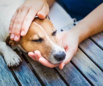 How to Tell if Your Pet Is in Pain (When They Can’t Speak)