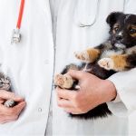 How to Save Money on Pet Medical Costs Without Cutting Quality