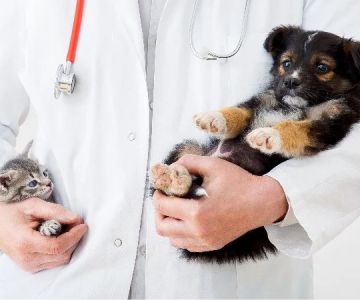How to Save Money on Pet Medical Costs Without Cutting Quality