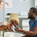 Pet Insurance 101: What It Covers & When It Pays