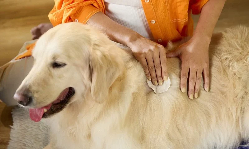 How to Keep Your Dog Comfortable with Hot Spots - Causes, Treatment & Care