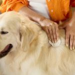 How to Keep Your Dog Comfortable with Hot Spots - Causes, Treatment & Care