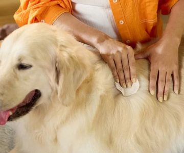 How to Keep Your Dog Comfortable with Hot Spots - Causes, Treatment & Care
