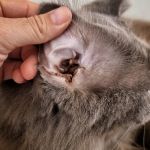 How to Detect & Manage Pet Ear Tumors
