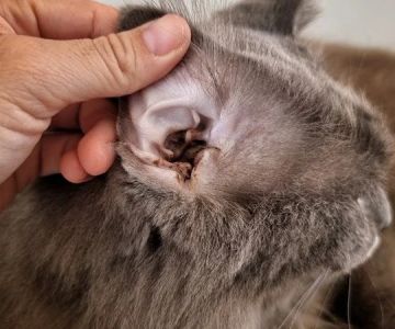 How to Detect & Manage Pet Ear Tumors